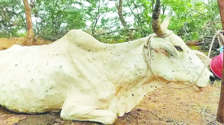 తొలగని లంపిస్కిన్‌ గుబులు