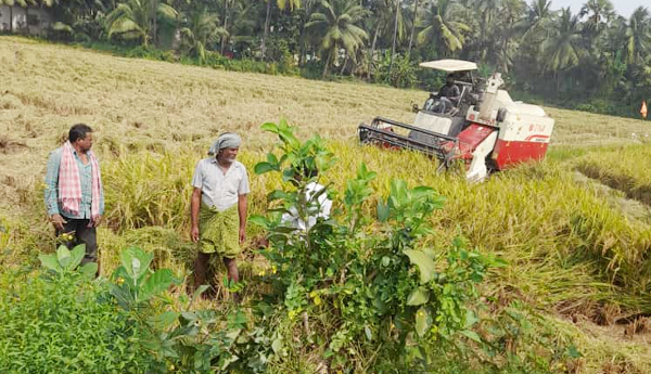 paddy-crop-cutting